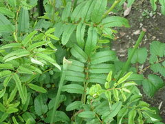 Sanguisorba officinalis