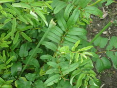 Sanguisorba officinalis