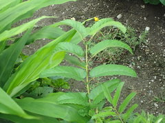 Sanguisorba officinalis