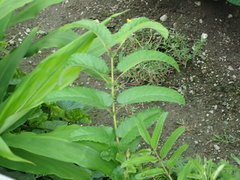 Sanguisorba officinalis