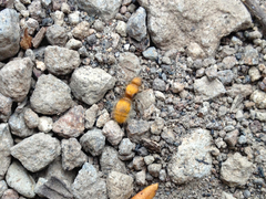 Sphaeropthalma unicolor