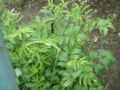 Sanguisorba officinalis