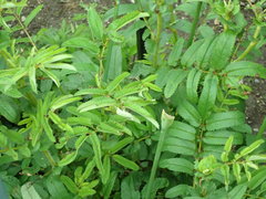 Sanguisorba officinalis