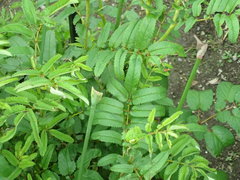Sanguisorba officinalis
