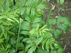 Sanguisorba officinalis