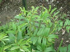 Sanguisorba officinalis