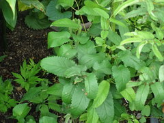 Sanguisorba officinalis