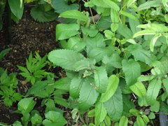 Sanguisorba officinalis