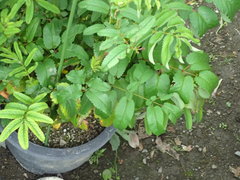 Sanguisorba officinalis