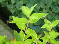 Hydrangea serrata