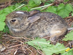 Sylvilagus floridanus