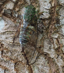 Cosmopsaltria doryca
