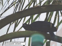 Cyanocorax caeruleus