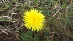 Taraxacum lacistophyllum