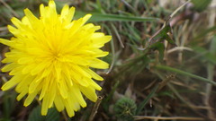 Taraxacum lacistophyllum