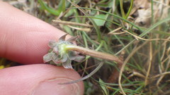 Taraxacum lacistophyllum