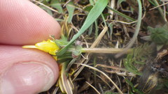 Taraxacum lacistophyllum