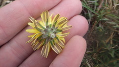 Taraxacum lacistophyllum