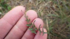 Taraxacum lacistophyllum