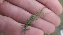Taraxacum lacistophyllum