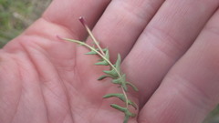 Taraxacum lacistophyllum