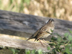 Zonotrichia atricapilla