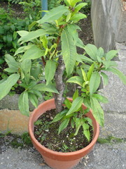 Prunus persica
