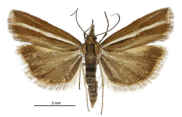 Orocrambus melitastes