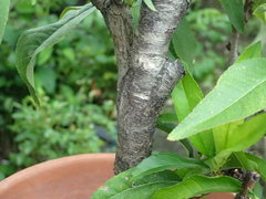 Prunus persica