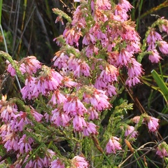 Erica labialis