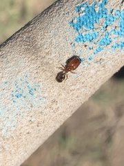 Pheidole absurda