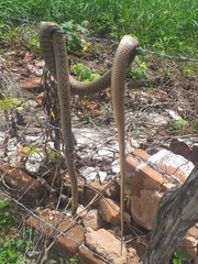 Philodryas nattereri