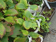 Hydrangea macrophylla