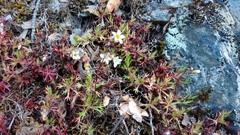Saxifraga fragosoi