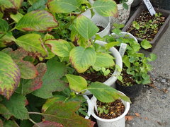 Hydrangea macrophylla