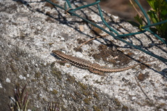 Podarcis muralis maculiventris