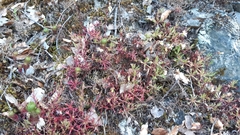 Saxifraga fragosoi