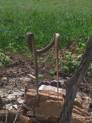 Philodryas nattereri