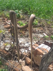 Philodryas nattereri