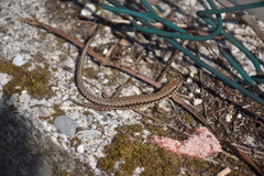 Podarcis muralis maculiventris