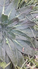Echium italicum