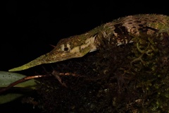 Anolis proboscis