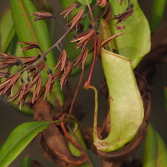 Nepenthes