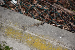 Podarcis muralis maculiventris