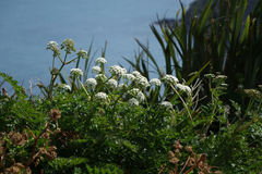 Anisotome lyallii