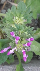 Lamium amplexicaule