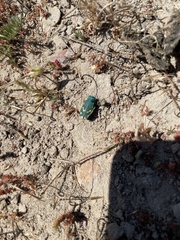 Cicindela ohlone