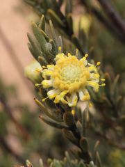 Leucadendron nitidum