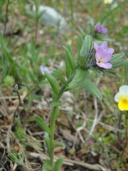 Buglossoides tenuiflora