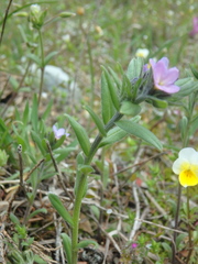 Buglossoides tenuiflora